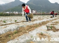 「我的扶贫故事」大家叫我“茄子书记”丨遵义市汇川区泗渡镇党委书记王倩