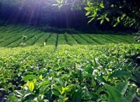 遵义市凤冈县开创农业绿色发展新局面
