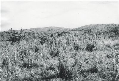 1943年至1944年间，琼崖特委和独立总队领导机关在澄迈县境内六芹山驻地的旧址。(资料图片)